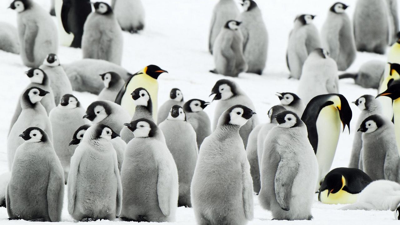 Wallpaper penguins, flock, snow, antarctica