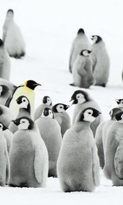 Preview wallpaper penguins, flock, snow, antarctica