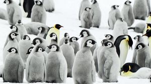 Preview wallpaper penguins, flock, snow, antarctica
