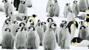 Preview wallpaper penguins, flock, snow, antarctica