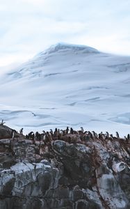 Preview wallpaper penguins, glacier, mountain, snow, antarctica