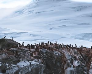Preview wallpaper penguins, glacier, mountain, snow, antarctica