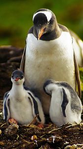 Preview wallpaper penguins, grass, birds, couple