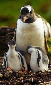 Preview wallpaper penguins, grass, birds, couple