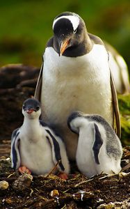 Preview wallpaper penguins, grass, birds, couple