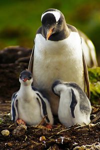 Preview wallpaper penguins, grass, birds, couple