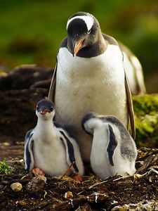 Preview wallpaper penguins, grass, birds, couple