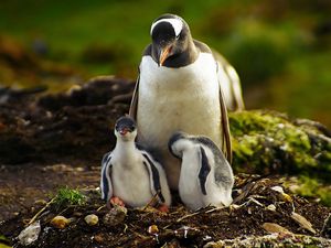 Preview wallpaper penguins, grass, birds, couple