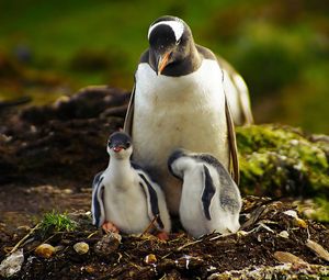 Preview wallpaper penguins, grass, birds, couple