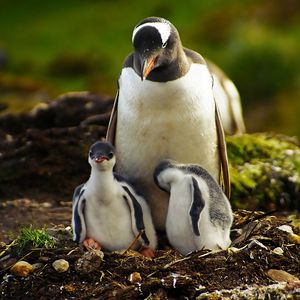 Preview wallpaper penguins, grass, birds, couple