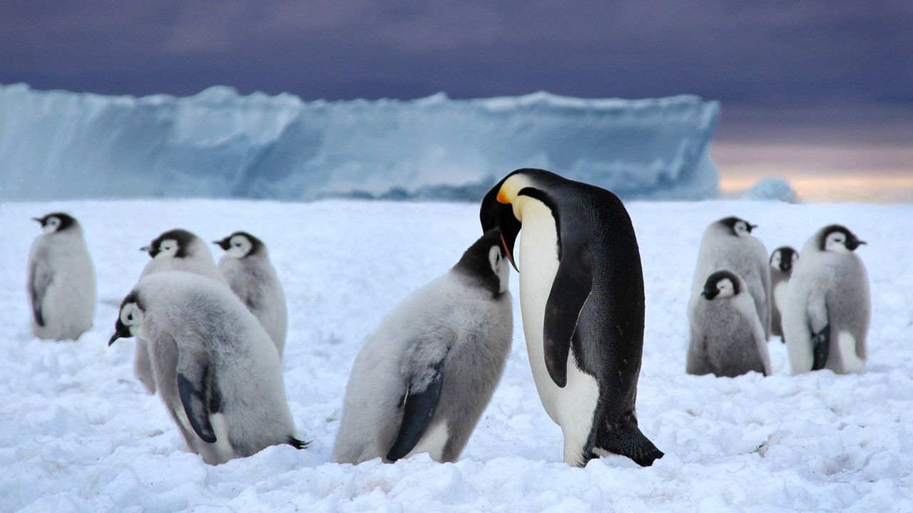 Wallpaper penguins, ice, pack, white, black, snow