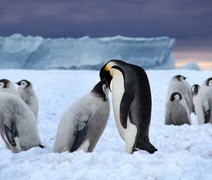 Preview wallpaper penguins, ice, pack, white, black, snow
