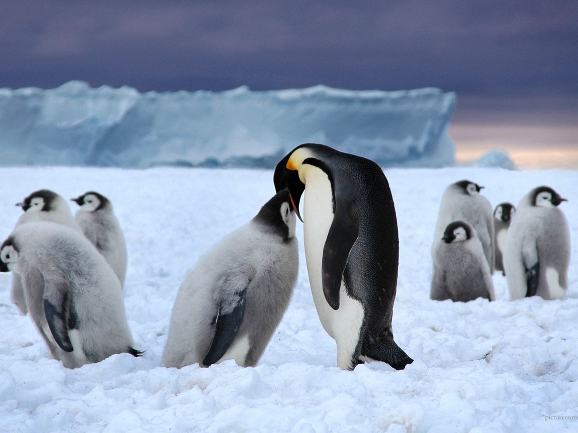 Download wallpaper 1152x864 penguins, ice, pack, white, black, snow  standard 4:3 hd background