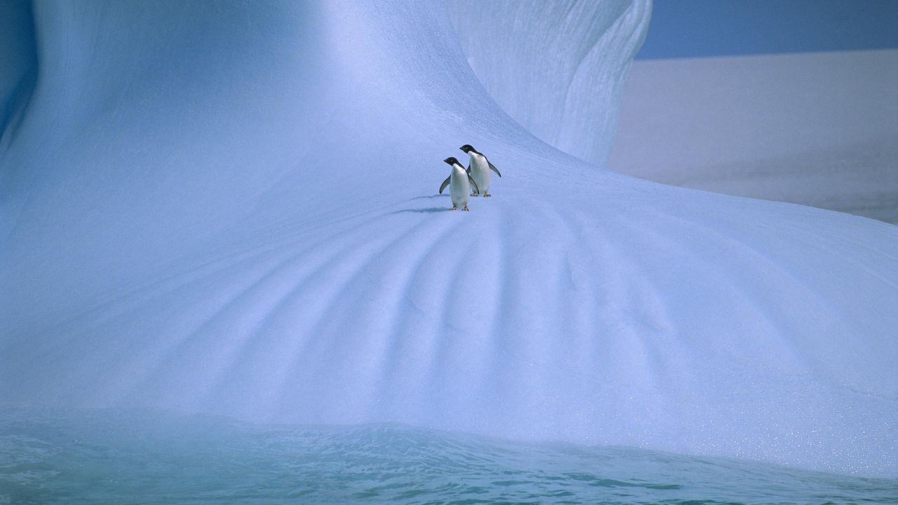 Wallpaper penguins, ice, snow, cold, couple, walk