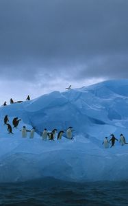 Preview wallpaper penguins, iceberg, ocean