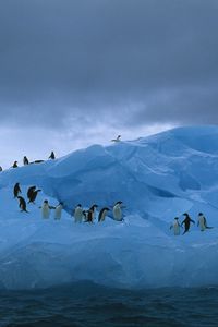 Preview wallpaper penguins, iceberg, ocean