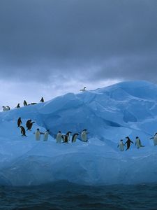 Preview wallpaper penguins, iceberg, ocean