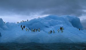 Preview wallpaper penguins, iceberg, ocean