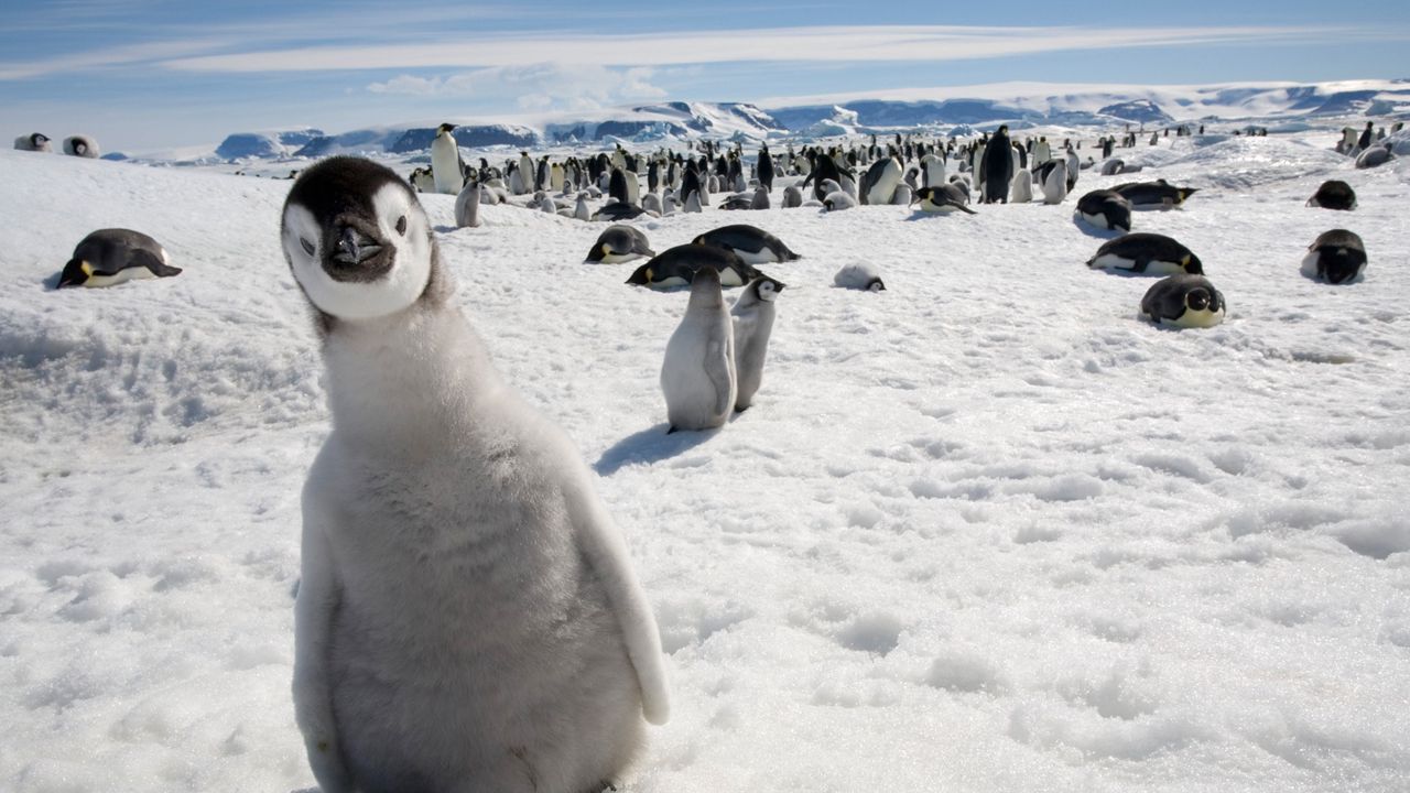 Wallpaper penguins, many, birds, snow, cold
