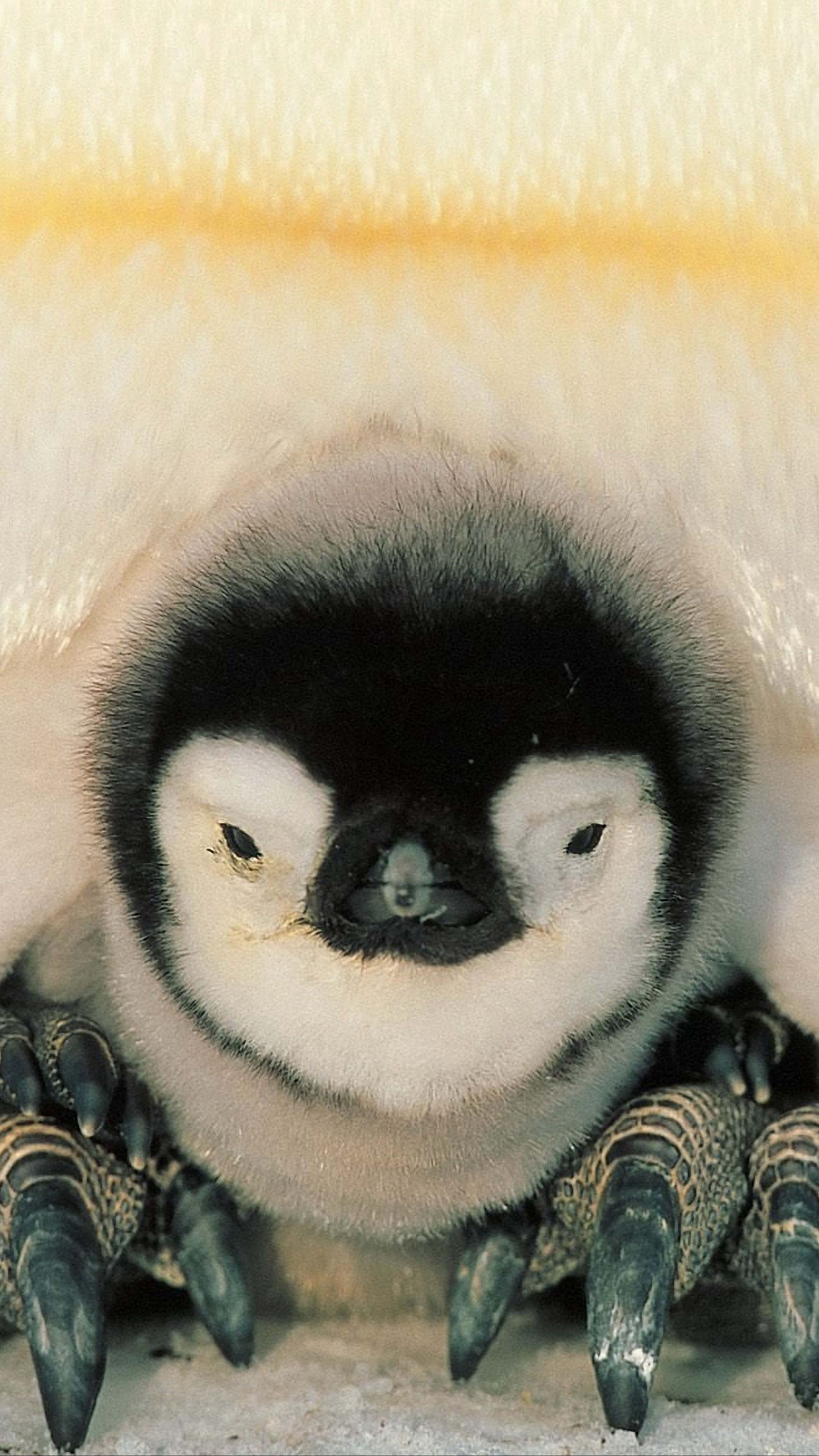 Download wallpaper 2160x3840 penguins, north, penguin, chick samsung 