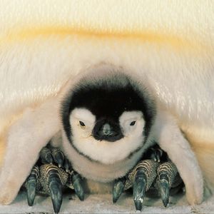 Preview wallpaper penguins, north, penguin, chick