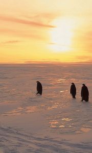 Preview wallpaper penguins, north, sunrise, winter, ice, snow