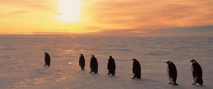 Preview wallpaper penguins, north, sunrise, winter, ice, snow