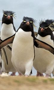 Preview wallpaper penguins, pack, walk, bird, run