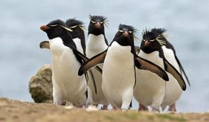 Preview wallpaper penguins, pack, walk, bird, run