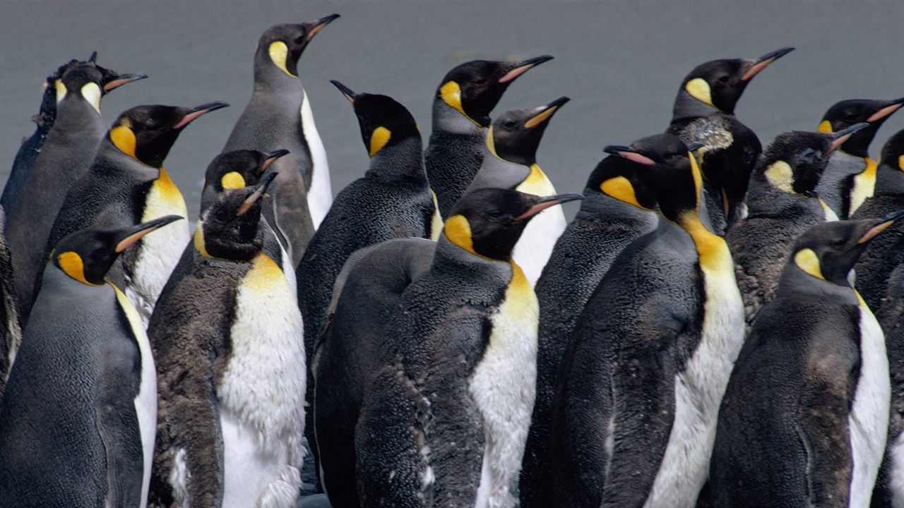 Wallpaper penguins, pack, water, spray, bird