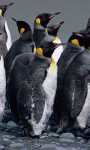 Preview wallpaper penguins, pack, water, spray, bird