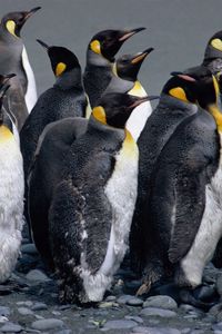 Preview wallpaper penguins, pack, water, spray, bird