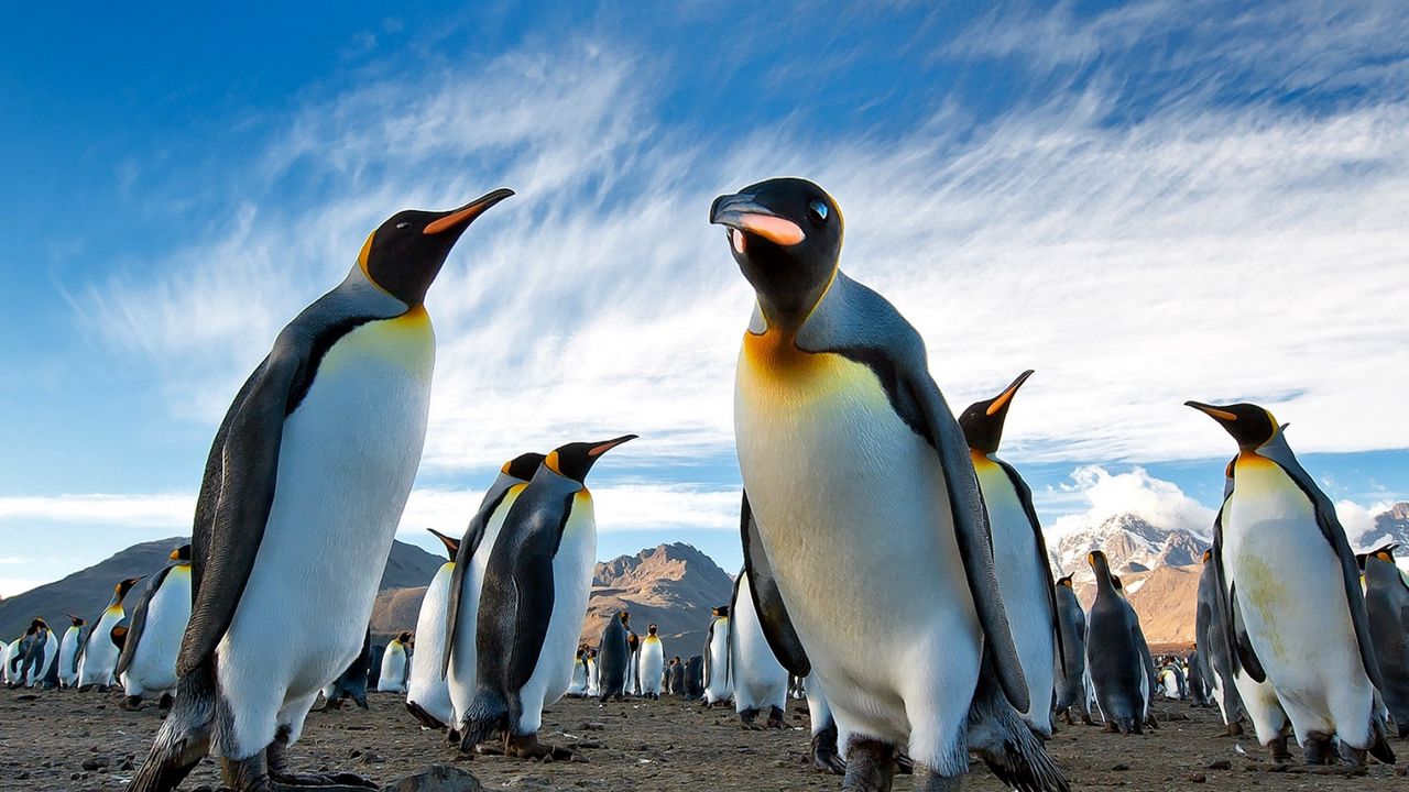 Wallpaper penguins, royal, colony, antarctica, south georgia, earth, mountains, sky