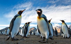 Preview wallpaper penguins, royal, colony, antarctica, south georgia, earth, mountains, sky