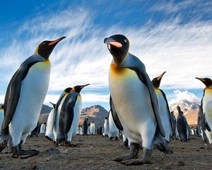 Preview wallpaper penguins, royal, colony, antarctica, south georgia, earth, mountains, sky
