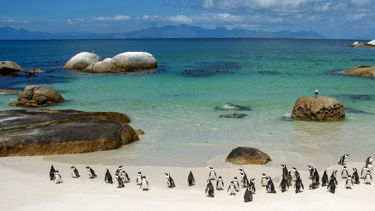 Wallpaper penguins, sand, sky, beach, rocks, sea, ocean