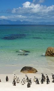 Preview wallpaper penguins, sand, sky, beach, rocks, sea, ocean