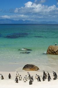 Preview wallpaper penguins, sand, sky, beach, rocks, sea, ocean