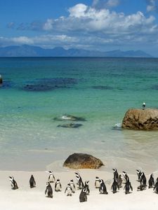 Preview wallpaper penguins, sand, sky, beach, rocks, sea, ocean