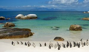 Preview wallpaper penguins, sand, sky, beach, rocks, sea, ocean