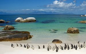 Preview wallpaper penguins, sand, sky, beach, rocks, sea, ocean