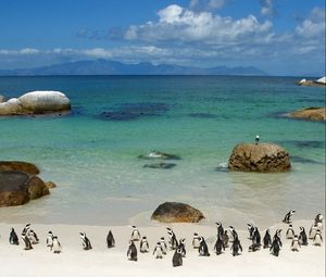 Preview wallpaper penguins, sand, sky, beach, rocks, sea, ocean