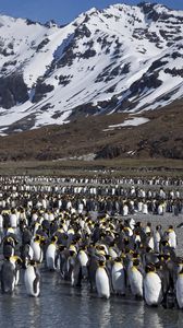 Preview wallpaper penguins, set, mountains, water, snow