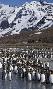 Preview wallpaper penguins, set, mountains, water, snow