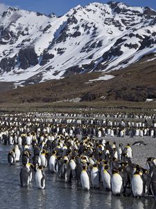 Preview wallpaper penguins, set, mountains, water, snow