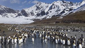 Preview wallpaper penguins, set, mountains, water, snow