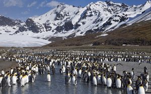 Preview wallpaper penguins, set, mountains, water, snow