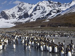 Preview wallpaper penguins, set, mountains, water, snow