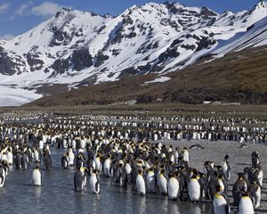 Preview wallpaper penguins, set, mountains, water, snow