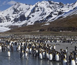 Preview wallpaper penguins, set, mountains, water, snow